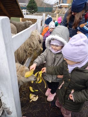 dzieci karmią owce skórkami od banana