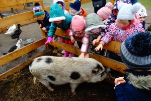 dzieci głaszczą świnię