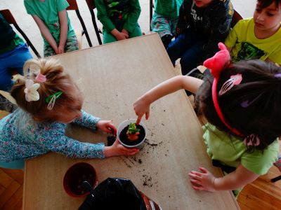 Dzieci sadzą cebulę w doniczce