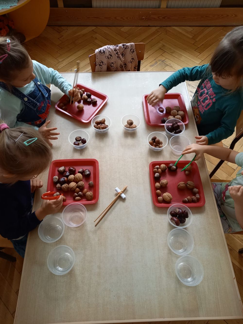 4 dziewczynki siedzą przy stoliku i segregują żołędzie, orzechy i kasztany przy pomocy szczypiec