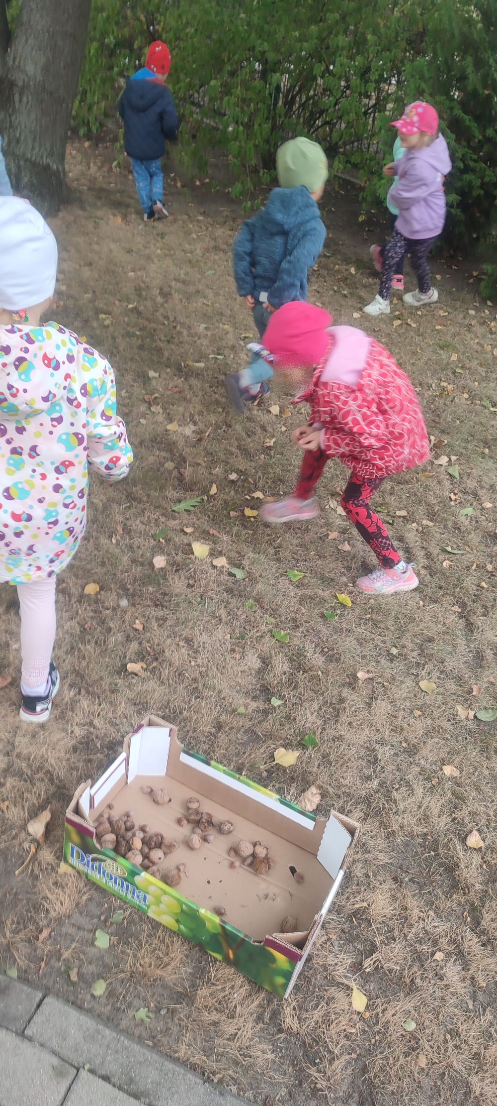 Dzieci zbierają żołędzie w ogrodzie przedszkolnym
