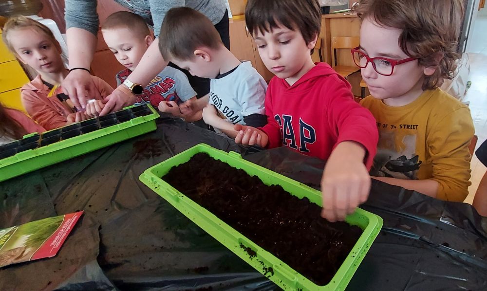 Dzieci wsypują nasionka do ziemi w doniczkach
